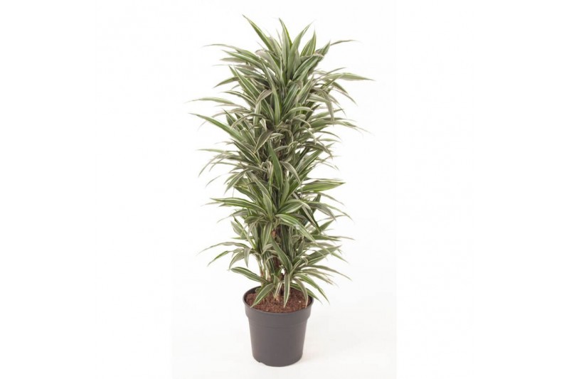 Dracaena fragr. der. warneckei vertakt 