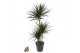 Dracaena marg. magenta 60-30-15 