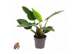Philodendron imperial green