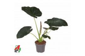 Alocasia regal shields
