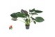 Alocasia wentii 