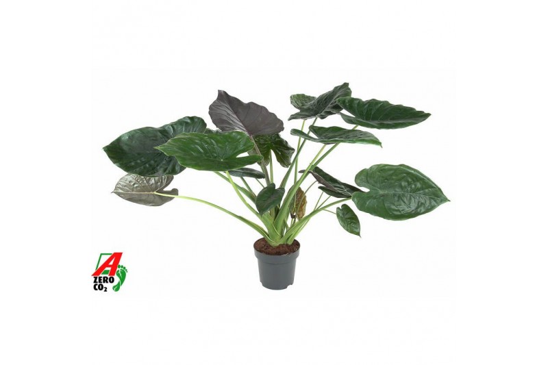 Alocasia wentii 