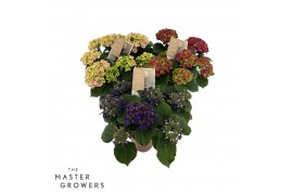Hydrangea macr. mix Special Mix 5-6 Bloem