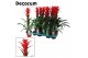 Guzmania ostara 