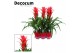 Guzmania ostara Luxe keramiek 