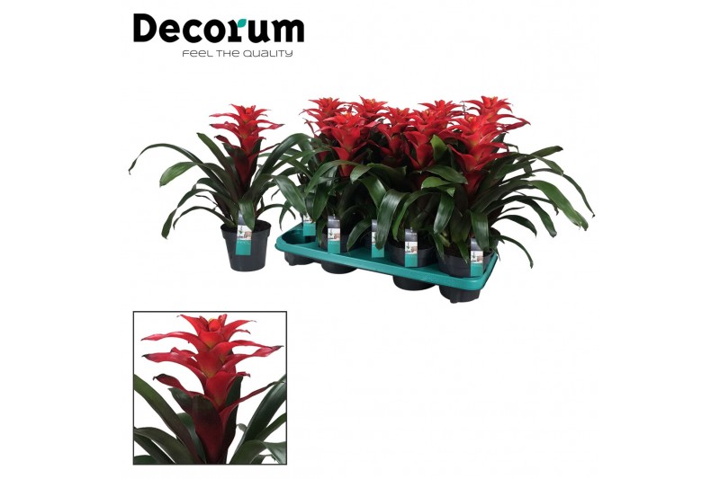 Guzmania optima 