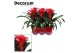Guzmania optima Luxe keramiek 