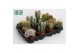 Cactus mix 12 soorten cactus mix 8.5 cm 