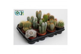 Cactus mix 12 soorten cactus mix 8.5 cm