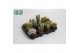 Cactus mix 12 soorten cactus mix 8.5 cm 