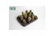 Cactus mix 12 soorten cactus mix 8.5 cm 