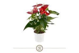 Anthurium andr. minnesota