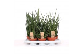 Sansevieria cylindrica 4 soorten
