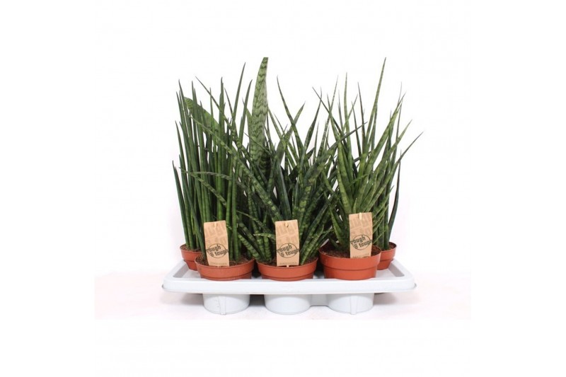 Sansevieria cylindrica 4 soorten 