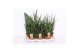 Sansevieria cylindrica 4 soorten 