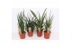 Sansevieria cylindrica 4 soorten 