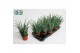 Aloe arborescens 