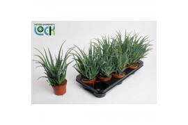 Aloe arborescens
