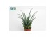 Aloe arborescens 