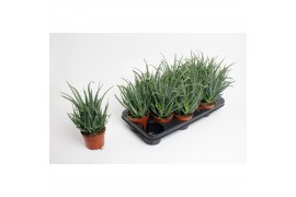 Aloe arborescens