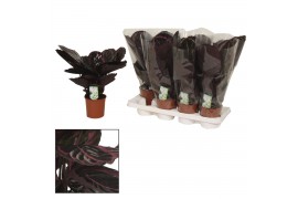 Calathea little princess Surprisestar