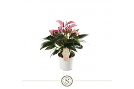 Anthurium andr. zizou