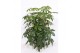 Schefflera actinophylla amate 
