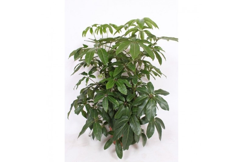 Schefflera actinophylla amate 