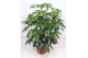 Schefflera actinophylla amate 