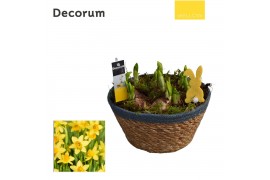 Arrangementen narcissus Narcis Urban schaal HL10915 [YELLOW] 7 pp 7 pe