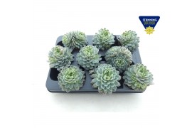 Echeveria elegans xl
