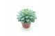 Echeveria elegans xl 