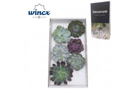 Echeveria snij Mix (wincx) Cutfl (6spc.) 999