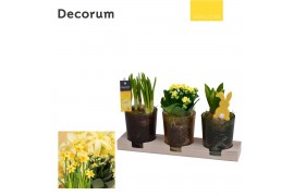 Arrangementen pasen Calandiva & Narcis Triple Glass on Wood HL23725 [Y