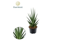Sansevieria cylindrica dancing queen