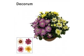 Chrysanthemum ind. artistic mix Chrysanne Anemona schaal Carnaval L De
