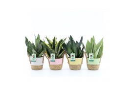 Sansevieria mix in noah mand pastel