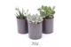 Succulenten TRULY Succulent, Brown glass Disco 1 pp 