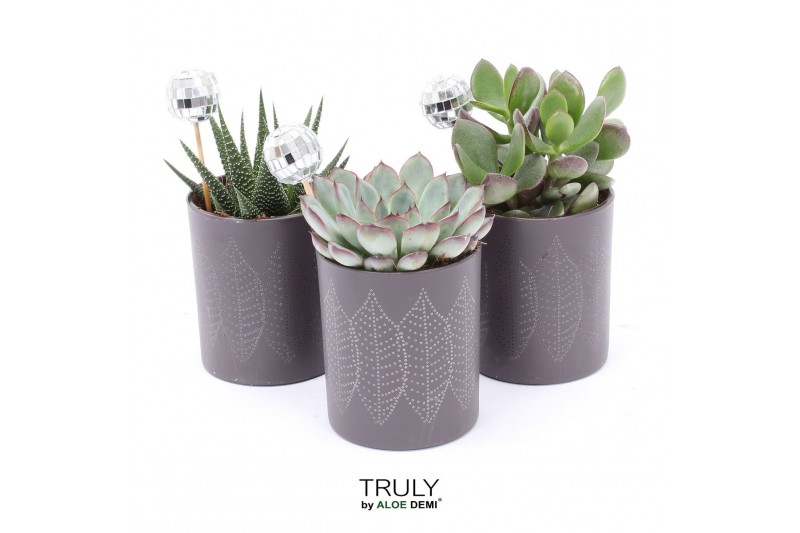 Succulenten TRULY Succulent, Brown glass Disco 1 pp 