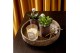 Succulenten TRULY Succulent, Brown glass Disco 1 pp 