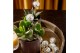 Succulenten TRULY Succulent, Brown glass Disco 1 pp 