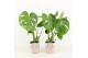 Monstera deliciosa in terracotta pot 