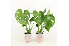 Monstera deliciosa in terracotta pot
