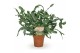 Phlebodium aureum blue star 