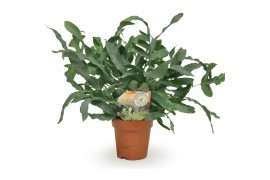 Phlebodium aureum blue star