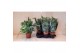 Phlebodium aureum blue star 