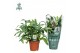 Phlebodium aureum blue star Air So Pure 