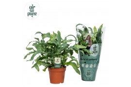 Phlebodium aureum blue star Air So Pure