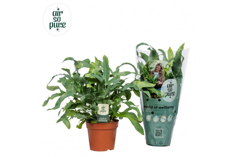 Phlebodium aureum blue star Air So Pure 