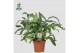 Phlebodium aureum blue star Air So Pure 
